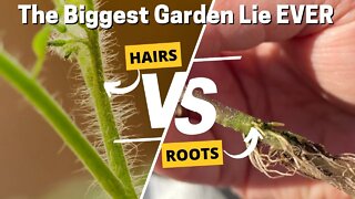 Tomato Hairs ARE NOT Roots. They Are Important In Other Ways Here Is The Science Behind Why! 🍅