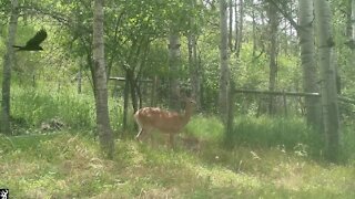 Mother Crow Repeatedly Dive-bombs Intrusive Deer