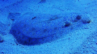 Beautiful peacock flounder becomes almost invisible