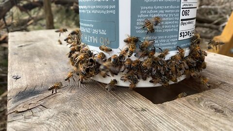 My first Texas friends, hungry bees, that I tried to seduce into my hive…… no go.