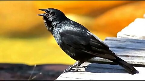 O Melhor Canto de Pássaro Preto - Para Esquentar e Treinar seu Pássaro