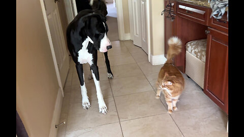 Funny Cat's Well Trained Great Dane Follows Him To Get Treats