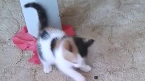 Adorable kitten doesn't trust blueberry