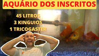 🔴 Aquários dos Inscritos - Kinguios em Aquário Pequeno