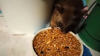 Bandit, the Australian baby Possum, eating grain. Video ( 7 )