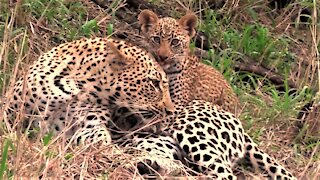 Adorable moment leopard cub seen playing with its loving mother
