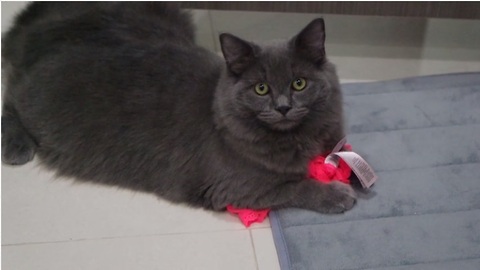 Cat Caught Stealing Owner's Underwear