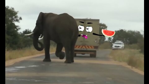 Elephant Attacks Car