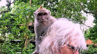 Cheeky monkey makes itself at home on woman's head
