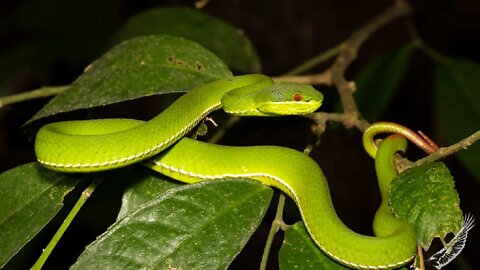 How white lipped pit viper live on the forest