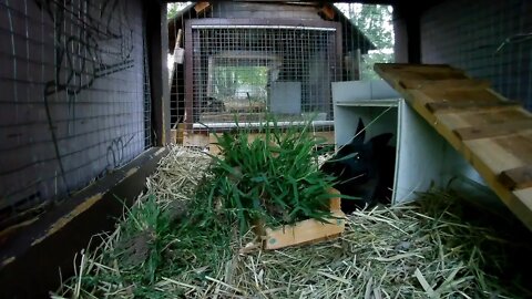 Chief In his Rabbit hutch eating some lunch. Rabbit City