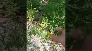 What is edible part 5 ragweed