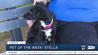 Pet of the Week: Stella