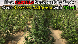 How Cartels Successfully Took Over Northern California with Weed! 🌿🚬
