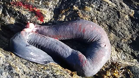 What Might Be The World's Strangest Fish Was Found On The Coast Of Chile
