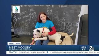 Moosey the dog is up for adoption at the Baltimore Humane Society