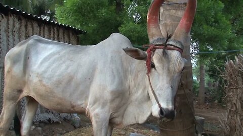 Indian bull with colorful horns