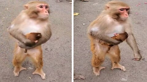 Mother Monkey holding her baby and waiting for a Gift