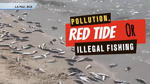 DEAD FISH: POLLUTION, RED TIDE OR ILLEGAL FISHING