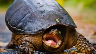 Saving A Very Aggressive Snapping Turtle