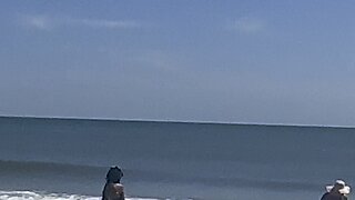 Breaching, sharks at Myrtle Beach, 9/19/2023
