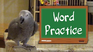 Studious parrot & owner practice their animal sounds