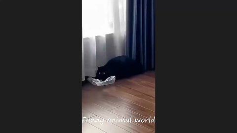 Funny cat videos | Cat fall moments | Try to not laugh 2024