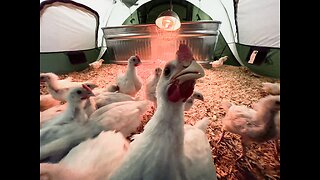 Food Security - Raise Chickens In A Tent