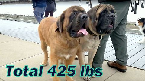 Siberian Husky meets two giant English Mastiffs with total weight 425 lbs
