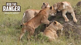 Lion Pride Regroup | Lalashe Maasai Mara Safari