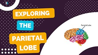 Introduction to the Parietal Lobe