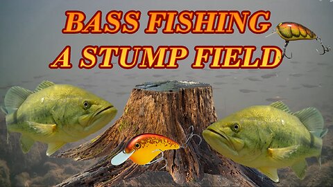 Bass Fishing a Stump Field Early Spring