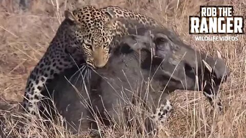 Leopard Vs Warthog (African Wildlife Action Highlights)