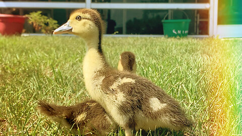 We Found a Bunch of Baby Muscovy Ducks!