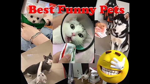Best funny pets