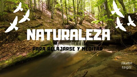 🎵Sonoterapia: Sonidos de la Naturaleza para Relajarse, Meditar y Dormir🎵