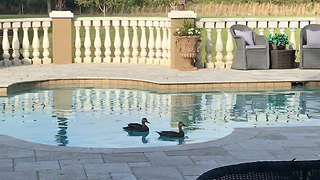 Two ducks enjoy a dip in a swimming pool