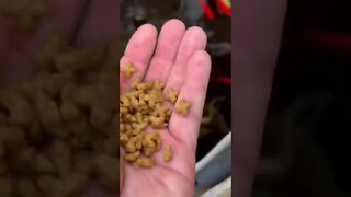 Feeding my aquaponics gold fish