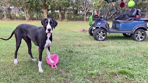 Funny Great Danes Want To Decorate Golf Cart With Their Pink Jolly Ball