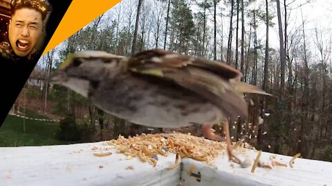 Bird feeding in slow-motion goodness PART 1