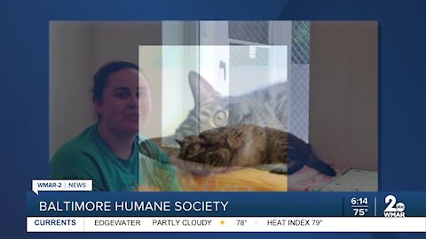 Bucky the cat is up for adoption at the Baltimore Humane Society