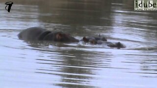 Baby Hippo Piggyback Ride