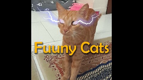 Funny Cats