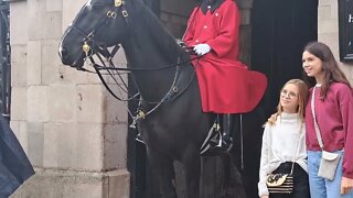 The tourist holds up the queen's favourite Piddington bear 🐻 #horseguardsparade