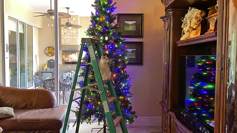 Ladder Loving Cat & Great Dane Want To Help Decorate The Christmas Tree