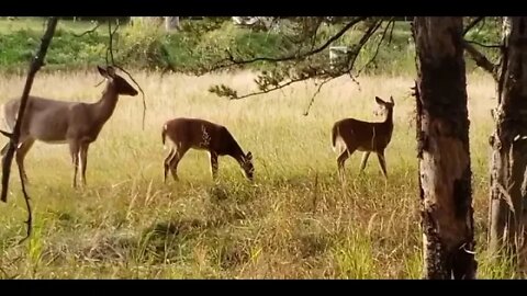 A deer family