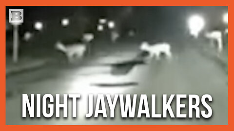 Deer "Jaywalkers" Boldly Commit Crime Right in Front of Police Vehicle