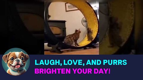 Laugh, Love, and Purrs: Adorable Cat Videos to Brighten Your Day! 😺🎥