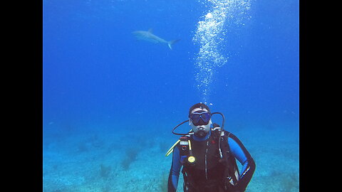 Scuba Diving in Bimini, Bahamas 2022 - Sharks & Wrecks