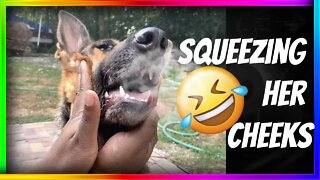 TRYING to Squish my German Shepherd’s Cheeks | Funny Dog Reaction! #shorts #germanshepherd